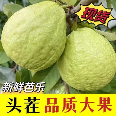 正宗广西白心芭乐软糯软心奶油当季新鲜水果番石榴硬脆甜整箱批发