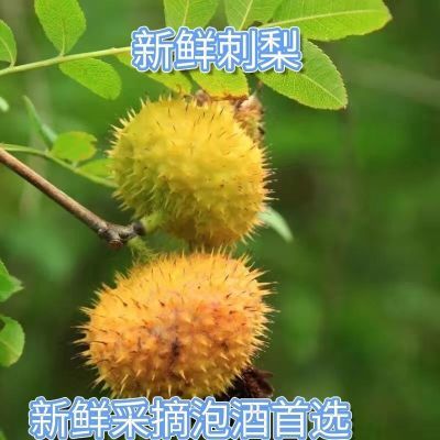 贵州当季新鲜野生刺梨鲜果现摘果维c之王泡酒野果纯天然刺梨