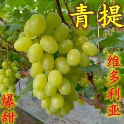 当季新鲜水果维多利亚青提非无籽皮薄肉厚,农家果园整箱现摘现发