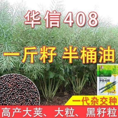 华信408油菜籽杂交油菜种子耐寒抗倒伏榨油专用高出油矮秆高产