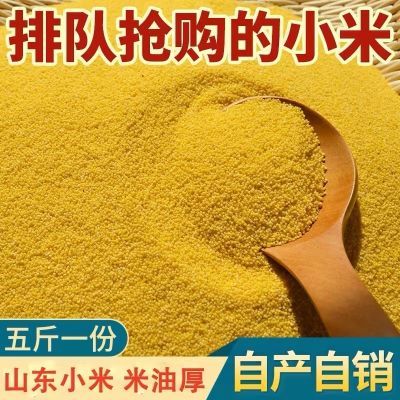 小米山东.特产.新鲜小米优选金谷食用黄小米五谷杂粮现磨小米