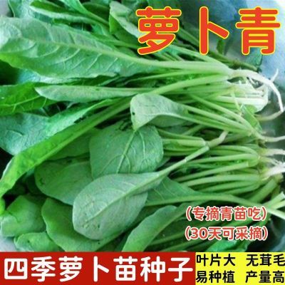 萝卜苗种子专吃萝卜青菜种籽芽苗菜夏季耐热阳台盆栽四季蔬菜种孑