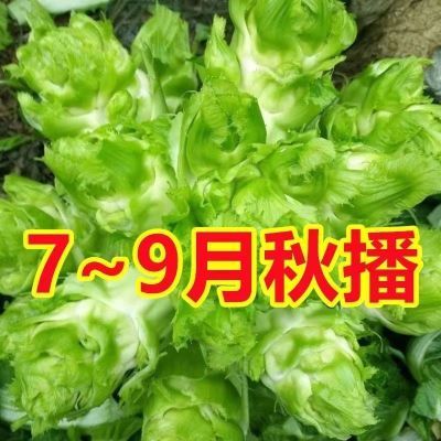 儿菜种子【今年新种】四季播娃娃菜抱子芥菜秋季蔬菜种籽早熟易种