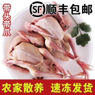 【带头带爪】乳鸽新鲜冰鲜乳鸽煲汤鸽子乳鸽滋补土鸽子肉鸽汤乳鸽