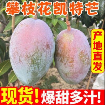 凯特芒果攀枝花【肉厚满足还很甜】新鲜应季孕妇水果整箱批发