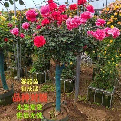 树桩月季花特大花朵四季开花室外带花多色庭院耐寒户外欧月庆典