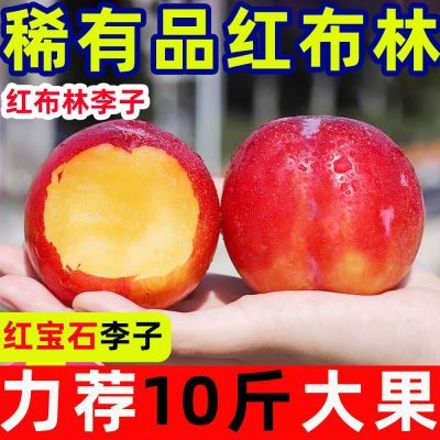 【好物推荐】红宝石李子红布林稀有水果当季新鲜水果整箱批发整箱