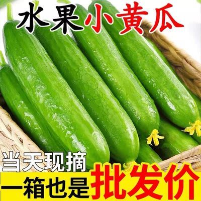 水果黄瓜新鲜生吃当季现摘水果黄瓜无刺小黄瓜孕妇水果蔬菜包邮