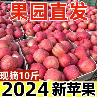 【2024新果】陕西脆甜红富士苹果水果新鲜应季冰糖心现摘整箱批发