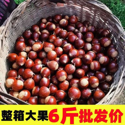 【甩卖价】板栗5斤生栗子新鲜板栗批发野生小板栗油栗1/3大板栗