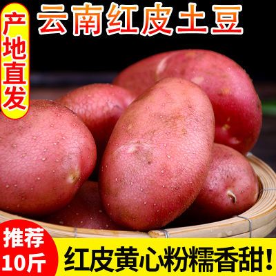 云南高山红皮土豆24年当季现挖新鲜马铃薯整箱批发价洋芋农家蔬