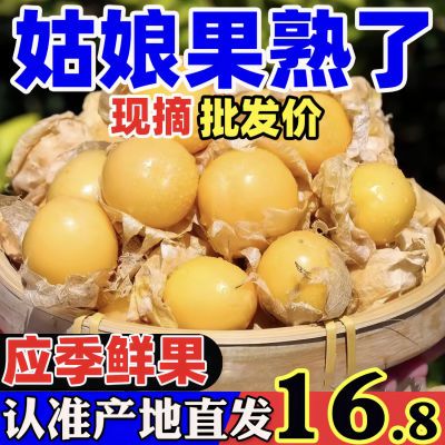 【东北菇娘果】新鲜水果灯笼果黄菇娘果黄洋菇娘姑娘果东北姑娘果