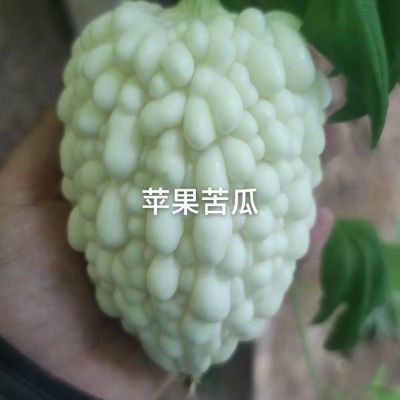 新鲜现摘苹果苦瓜白苦瓜白玉苦瓜水果苦瓜台湾苦瓜玲珑瓜苦瓜