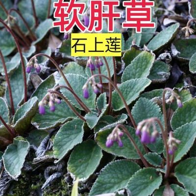 广西野生晒干软肝草中药材金钩俗称新鲜石上莲正品中草药材草本