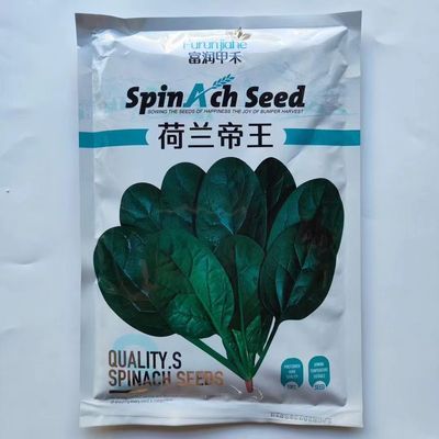 荷兰帝王菠菜种子耐寒耐抽苔抗病中早熟抗死苗肉厚国外引进菠菜种