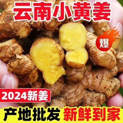 【新店半价】正宗云南小黄姜生姜老姜新鲜嫩姜海南本地产地批发