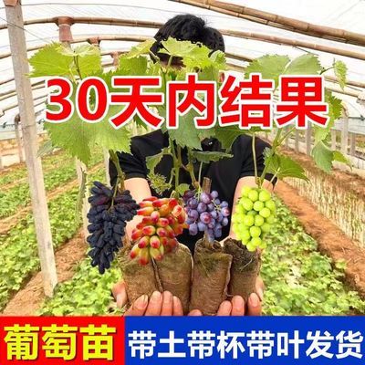 大果无籽葡萄树苗南方北方阳台庭院种植耐寒无核葡萄树当年结果子