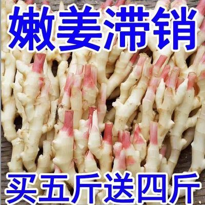 生姜鲜姜嫩姜批发大姜食用姜现挖现发农家自种黄姜鲜姜红芽姜仔姜