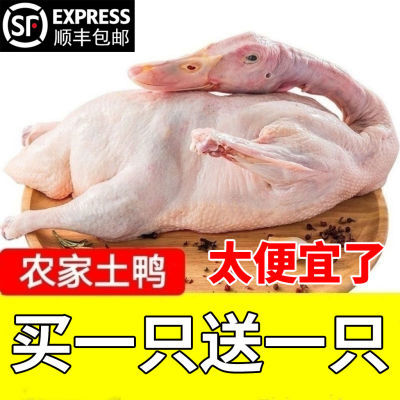 【顺丰包邮】沂蒙山散养一整箱老鸭土鸭农家水养整只现杀鱼虾为食