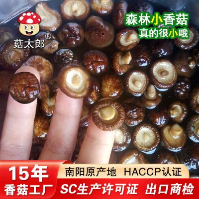 源头厂家特小香菇干货批发价新货超小冬菇金钱菇珍珠菇净重包邮