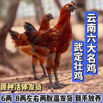 云南名鸡武定壮鸡苗大公鸡半大脱温青年鸡乌骨鸡活苗原种散养土鸡