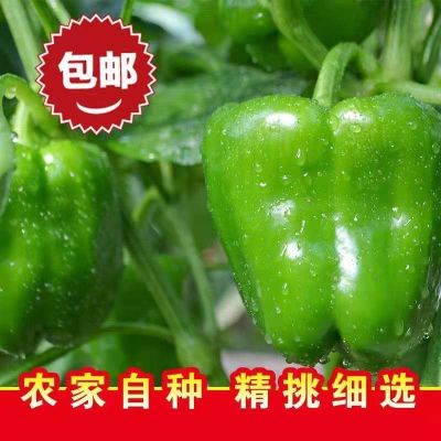 大圆椒香脆农户露天种植现摘直发当季新鲜优质甜椒绿色