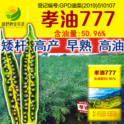 矮杆高产早熟油菜种子四川孝油777农科院耐寒抗倒超高产榨油油菜