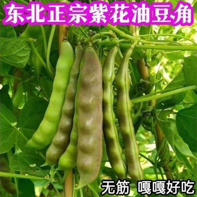 新鲜油豆角东北特产紫花皮油豆一点红小油豆现摘炖农家蔬菜黑土地