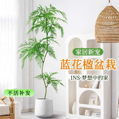 蓝花楹盆栽大型老桩树苗绿植客厅办公室内好养活落地植物新房造景