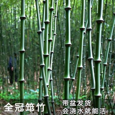 筇竹苗罗汉竹苗办公室竹子盆栽阳台庭院绿植小型室内竹子植物盆景