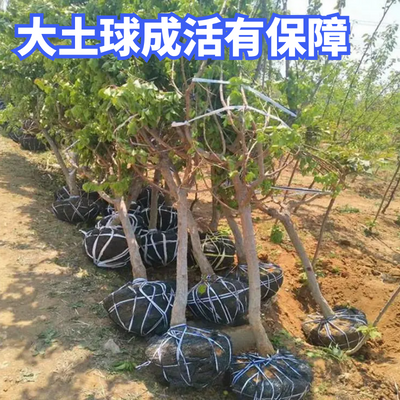 杏树果苗当年结果金太阳珍珠油杏树苗盆栽地栽南方北方庭院种植树