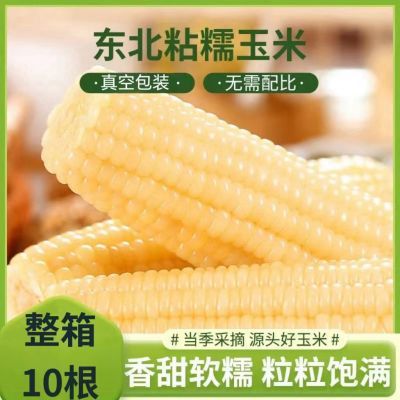 【源头厂家】东北白糯玉米10支甜糯软香真空包装低脂代餐非转基