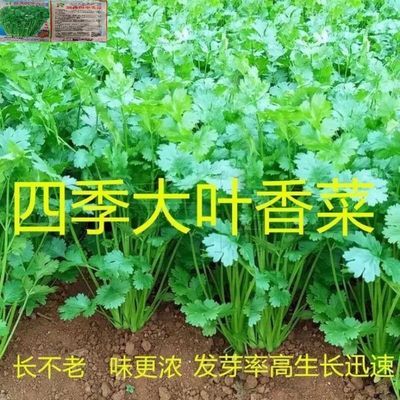 四季大叶香菜速生香菜浓香高产三天生香菜农家种香菜新鲜蔬菜大全