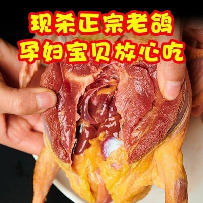 【农家散养5年老鸽子现杀正宗土鸽新鲜乳鸽头真空鸽子肉煲汤腌制