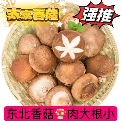 新鲜采摘东北香菇原生态无农药无防腐剂健康肉大根小现摘现发现货