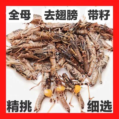 新鲜速冻蚂蚱蝗虫蚱蜢可食用冷冻带籽蚂蚱公母混合去翅膀烧烤食材