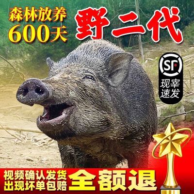 粤北山区二代跑山猪农家土猪散养2年带皮腩肉排骨肉质鲜红香甜