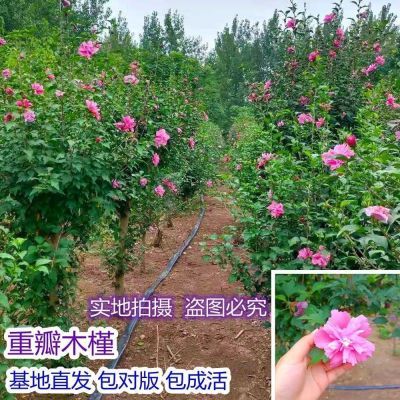 【买一发三颗】木槿花可食用棒棒糖阳台庭院盆栽耐热抗寒四季花开