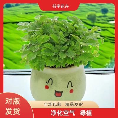 含羞草盆栽趣味植物室内阳台水培植物儿童趣味小绿植可爱小盆栽