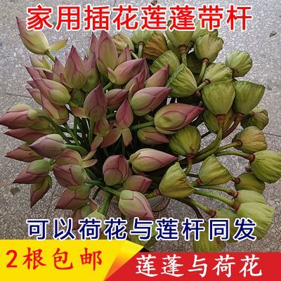 新鲜莲蓬荷花带杆 新鲜莲蓬生吃 现摘鲜花莲花头装饰插花家用花