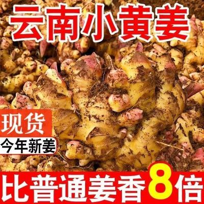 云南小黄姜正宗老姜新鲜现挖罗平生姜月子姜土姜嫩姜特级整箱批发