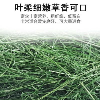 24年烘干提摩西草精品龙猫荷兰猪兔兔干草牧草饲料提摩西草烘干