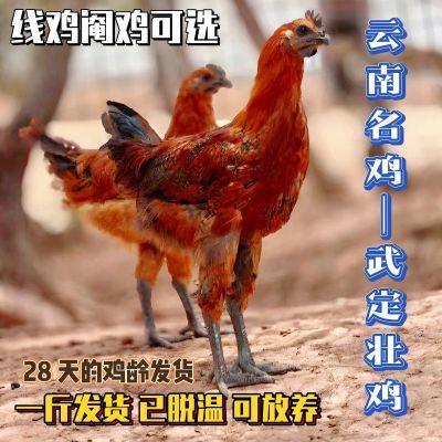 云南武定土鸡苗壮鸡高脚鸡一斤阉鸡线鸡现货散养大公鸡乌骨鸡活体