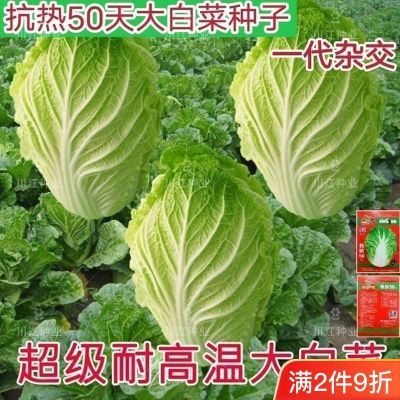 夏阳大白菜种子夏天种的菜50天早熟抗热耐高温夏季蔬菜种籽孑盆栽