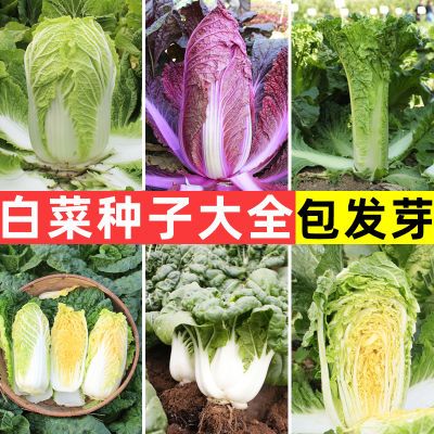 白菜种子大全七八月份蔬菜种子秋季籽种秋播菜种北方秋白菜种子