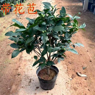 带花苞香妃山茶花耐寒盆地栽花卉绿植室内外阳台庭院好养四季常绿