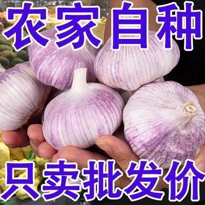 【超低价】紫皮大蒜头干蒜批发金乡新鲜红皮优质大蒜子农家