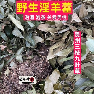 【淫羊藿】野生淫羊霍小叶正宗淫羊藿灸淫羊藿硬叶全株三支九叶草