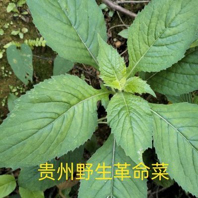 贵州特色野生蔬菜民国菜侗苗族火锅菜革命菜山区烧鱼菜现摘包邮