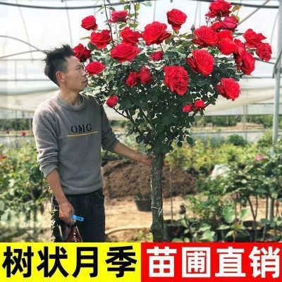 老桩棒棒糖月季特大花多色花朵四季开花庭院嫁接月季绯扇